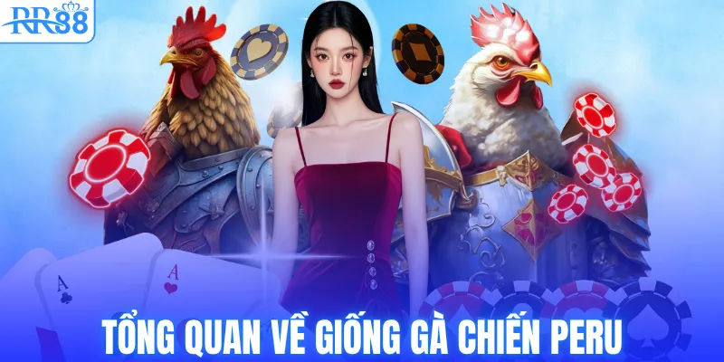 Gà Chiến Peru – Dòng Chiến Kê Tốc Độ Được Săn Đón Tại RR88 2 Tổng quan về giống gà chiến Peru