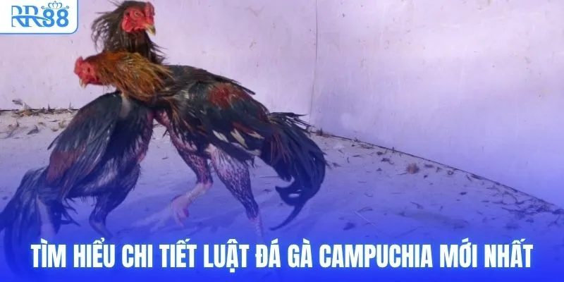 RR88 Trực Tiếp Đá Gà Campuchia Thomo Full HD Nét Căng 3 Tìm hiểu chi tiết luật đá gà Campuchia mới nhất